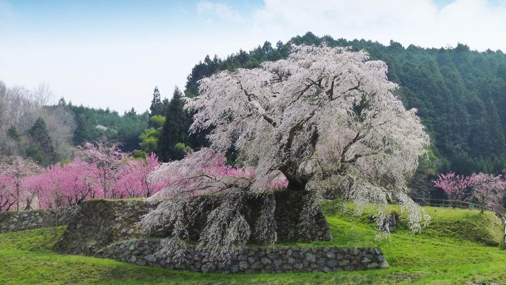 🌸 마타베 벚나무(마타베자쿠라) 이미지 4